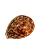 Carregar imagem no visualizador da galeria, Buzio Agé . 9/10 cm
