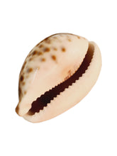 Carregar imagem no visualizador da galeria, Buzio Agé . 9/10 cm
